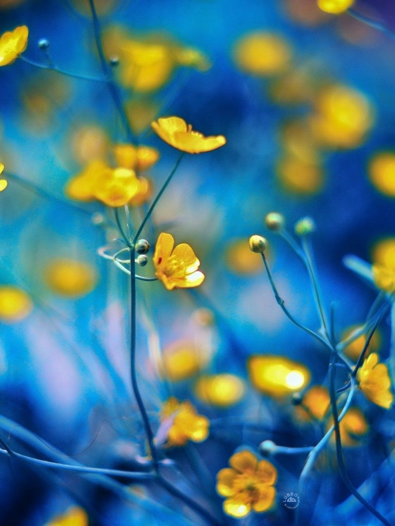 770x1030 Spring Flowers Bokeh iPad wallpaper, Phone