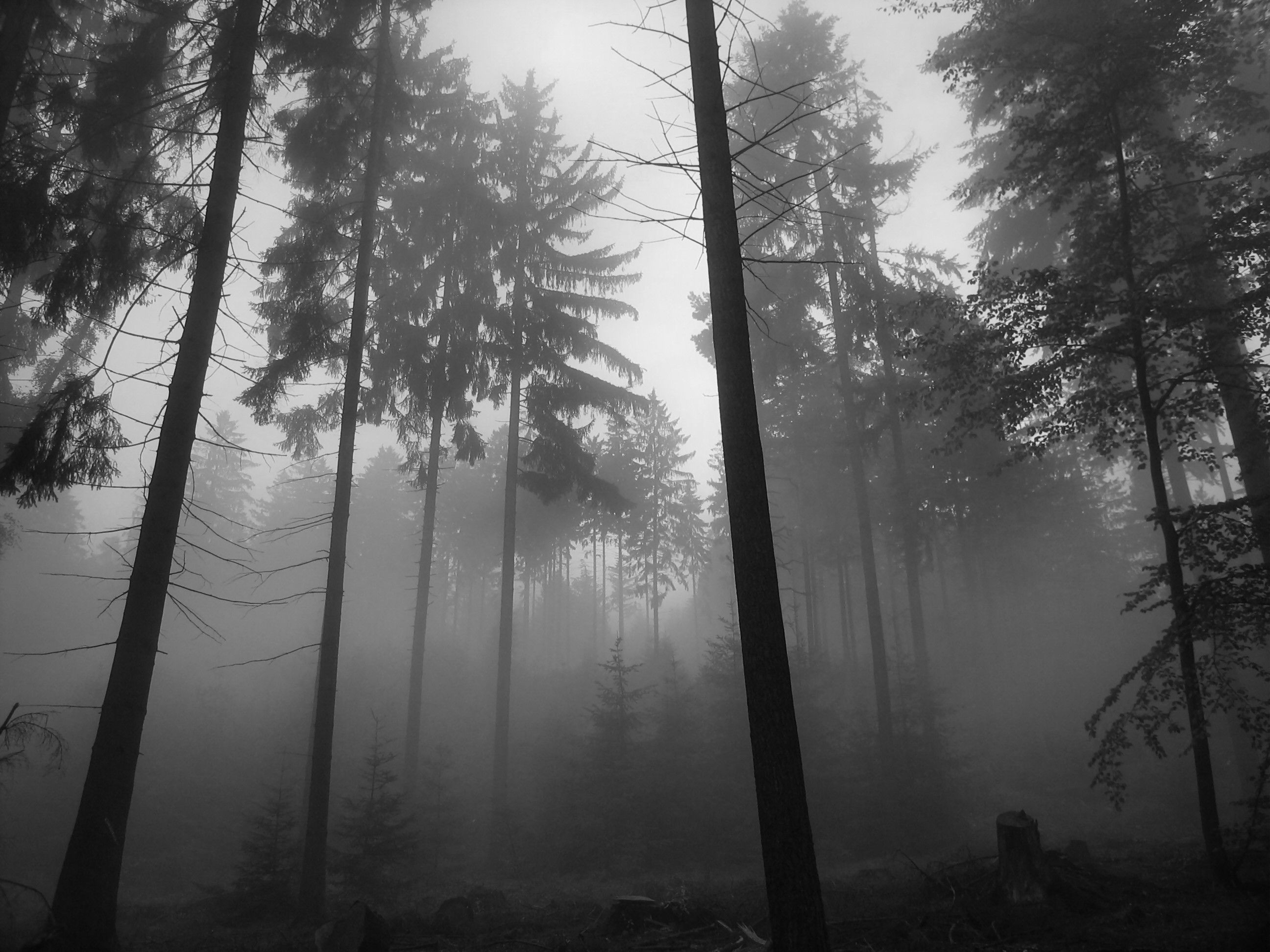 2600x1950 Foggy Forest Wallpaper, Desktop