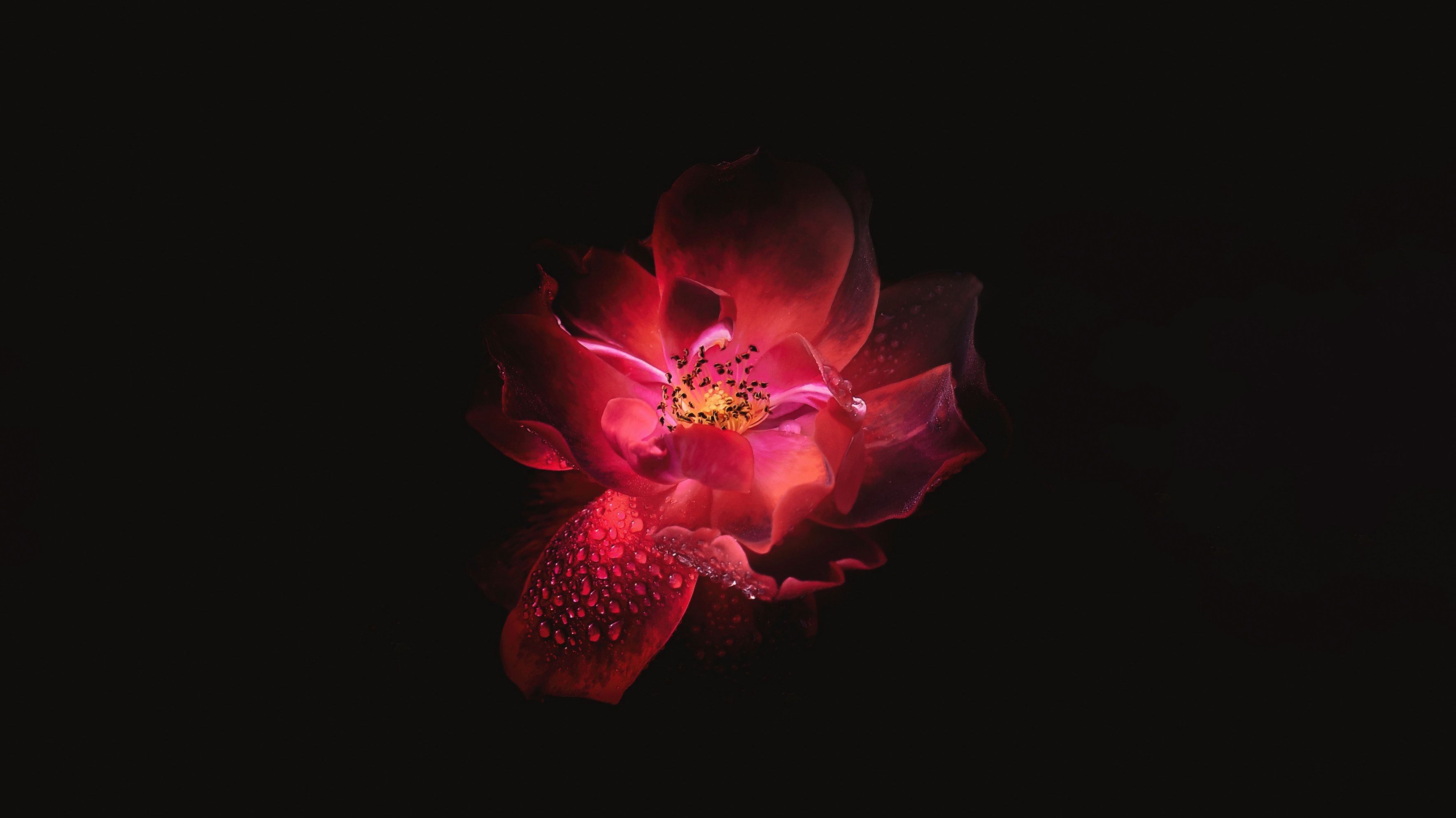 3540x1990 Red Flower Black Background 4k, HD Flowers, 4k Wallpaper, Image, Background, Photo and Picture, Desktop