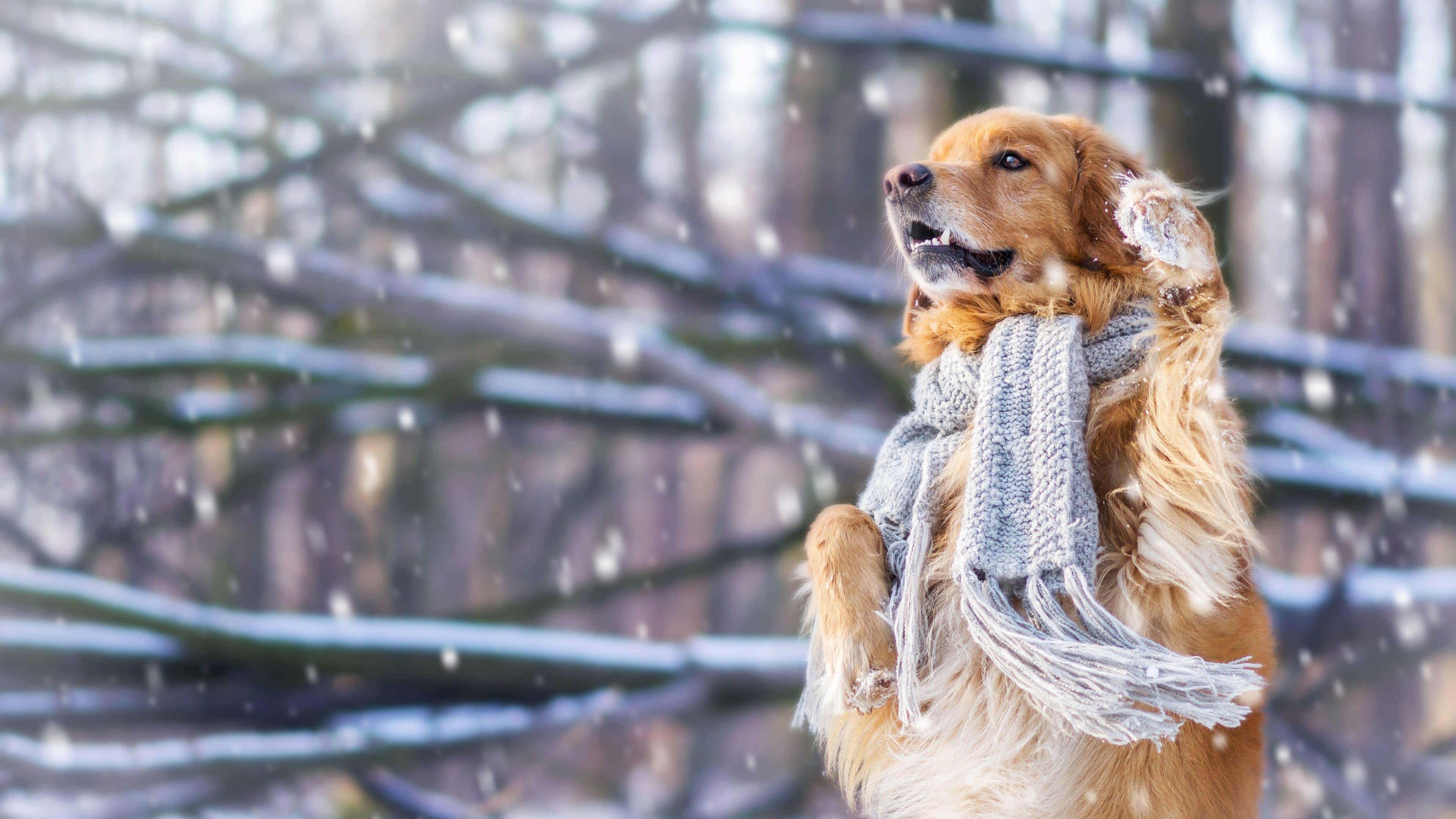 3840x2160 Wallpaper dog, cute animals, snow, winter, 4k, Animals, Desktop