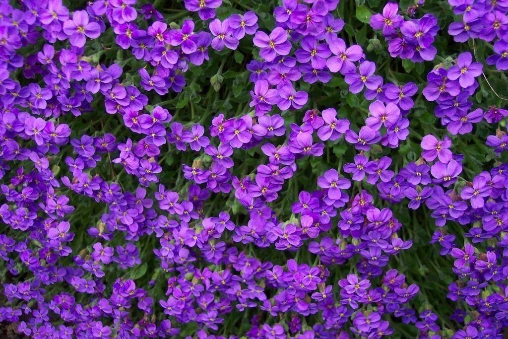 1030x690 Purple Flowers Picture and Wallpaper Items, Desktop