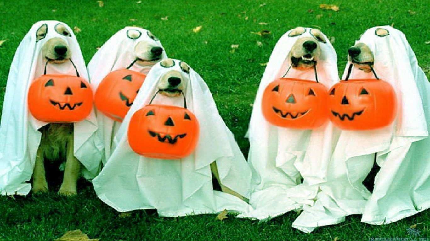 1370x770 Halloween Pets Wallpaper, Desktop