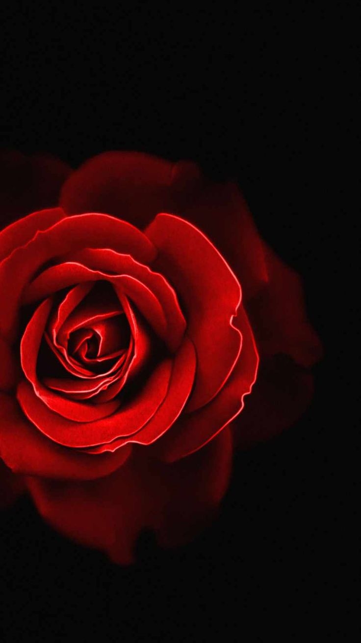 740x1310 Red Rose IPhone Wallpaper, Phone