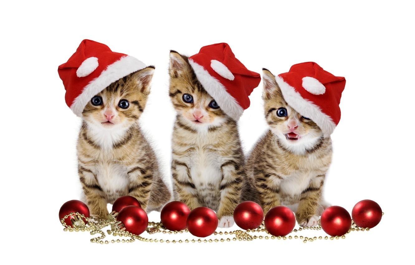 1340x850 Wallpaper christmas, magic, balls, hat, kitten, eyes, cat, Desktop