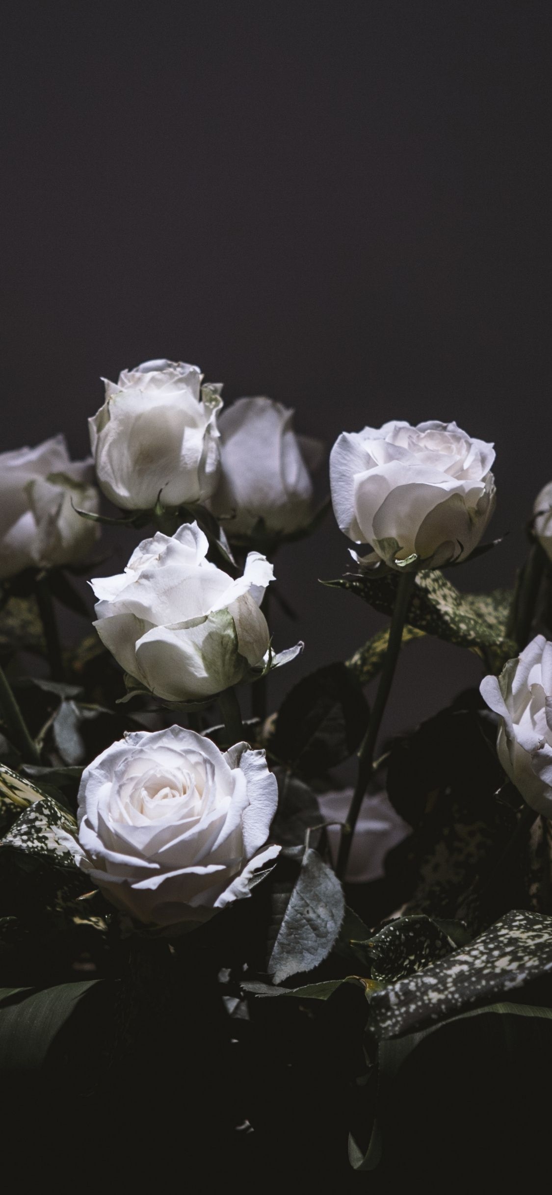 1130x2440 White Roses, Bouquet, Portrait, Wallpaper Roses Wallpaper iPhone, Phone