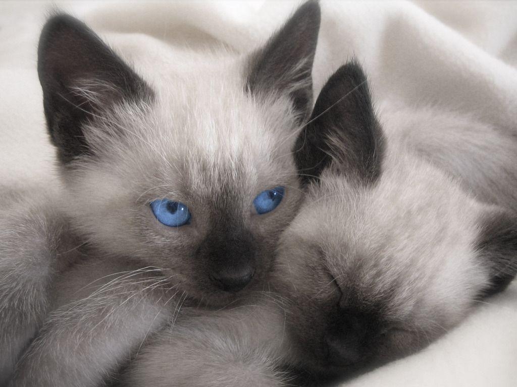 1030x770 Download Siamese Cats Picture 5  (2172) Full Size. Kitten, Desktop