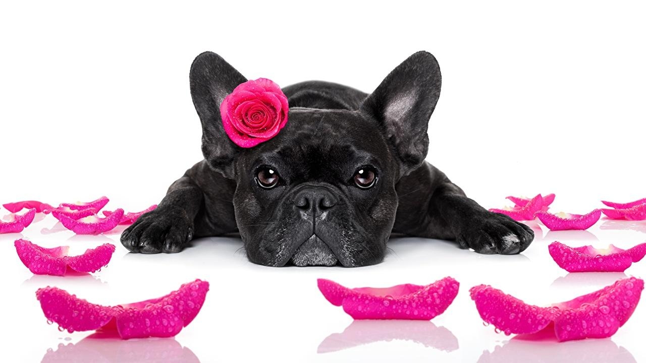 1280x720 Picture French Bulldog Dogs Roses Black Petals Pink color Glance, Desktop