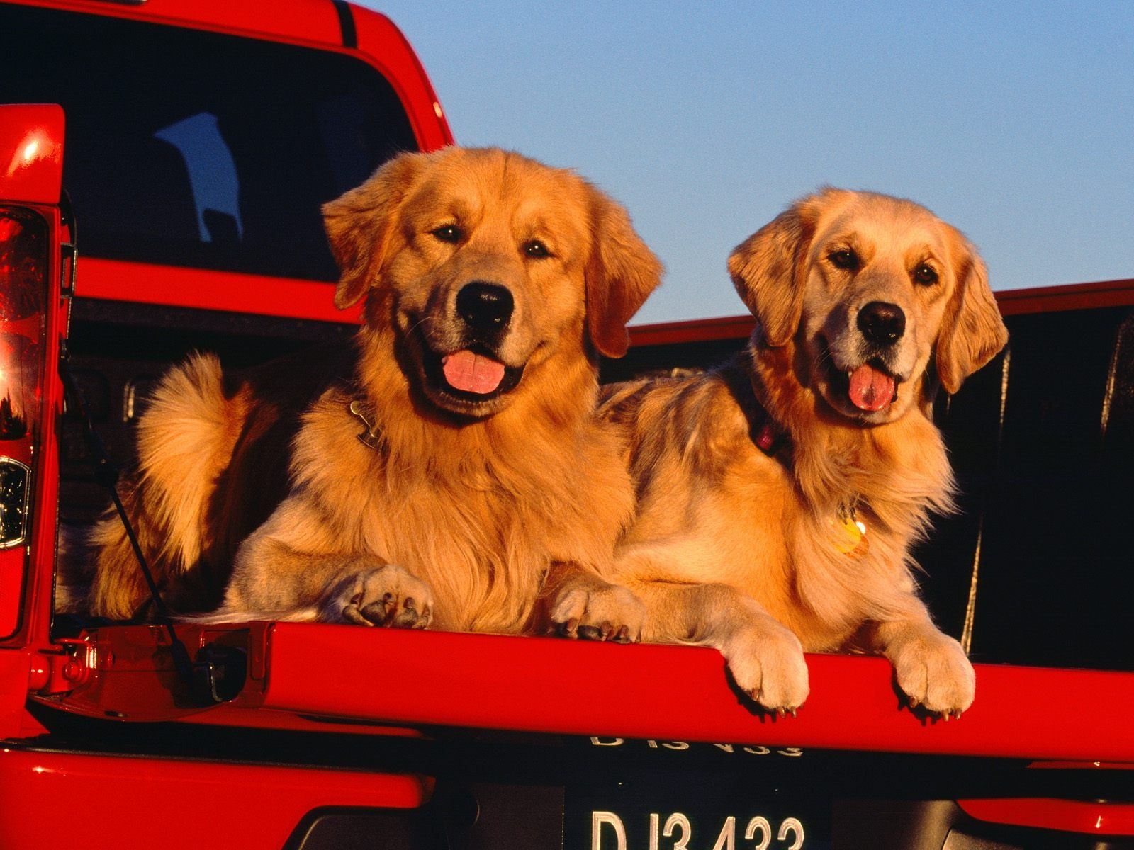 1600x1200 Cute dogs Wallpaper • Image Album, Desktop