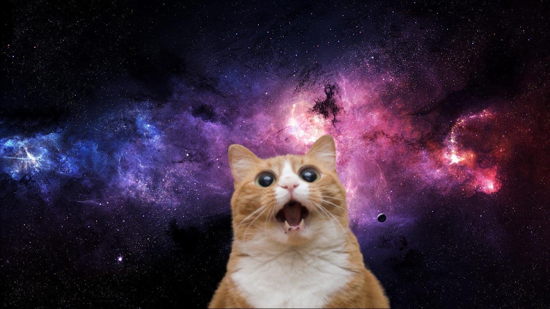 1920x1080 Cats in Space Wallpaper Free Cats in Space Background, Desktop