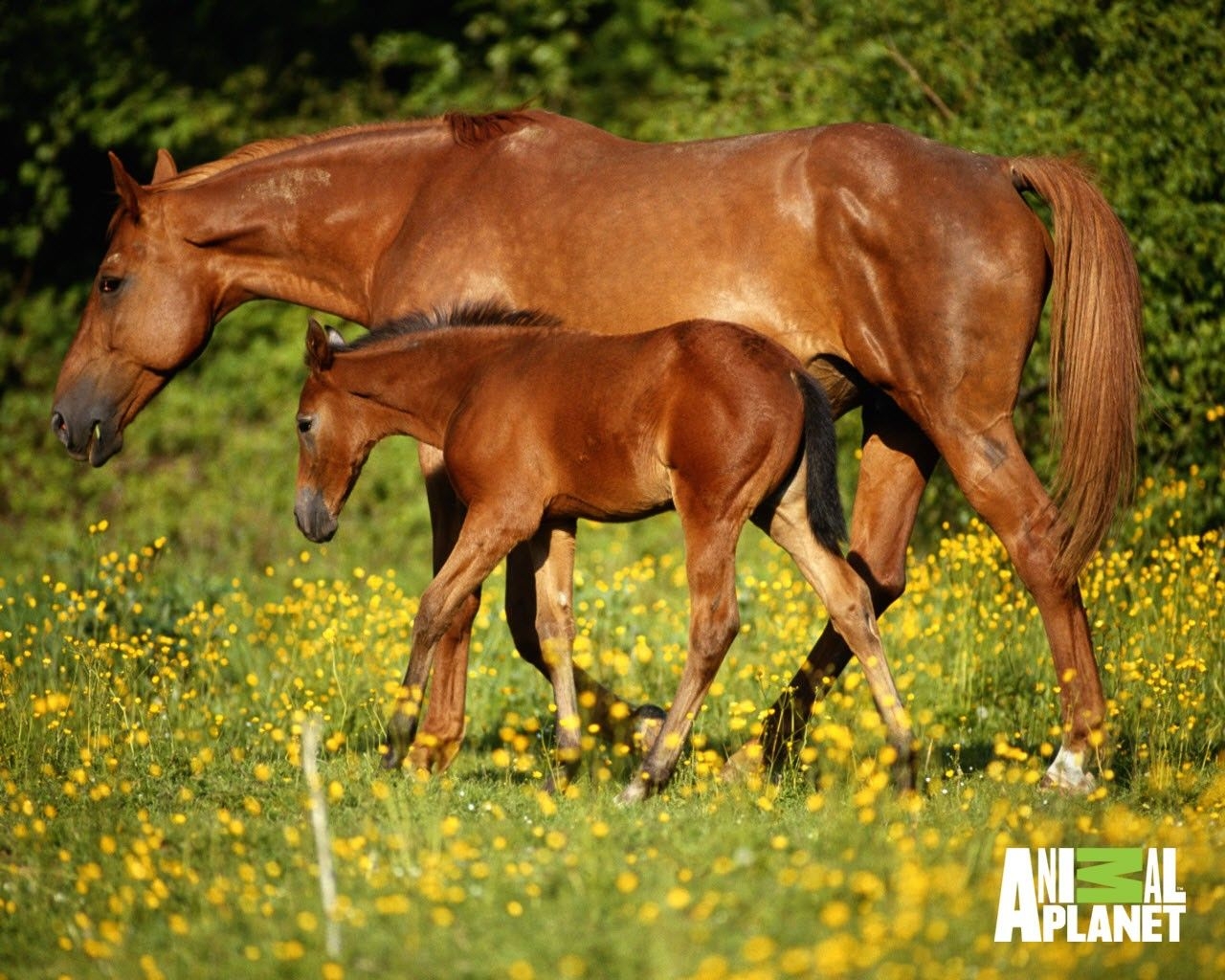 1280x1030 Pleasant Nice Graceful Pretty Mare Foal Excellent Cute And Foal Wallpaper & Background Download, Desktop