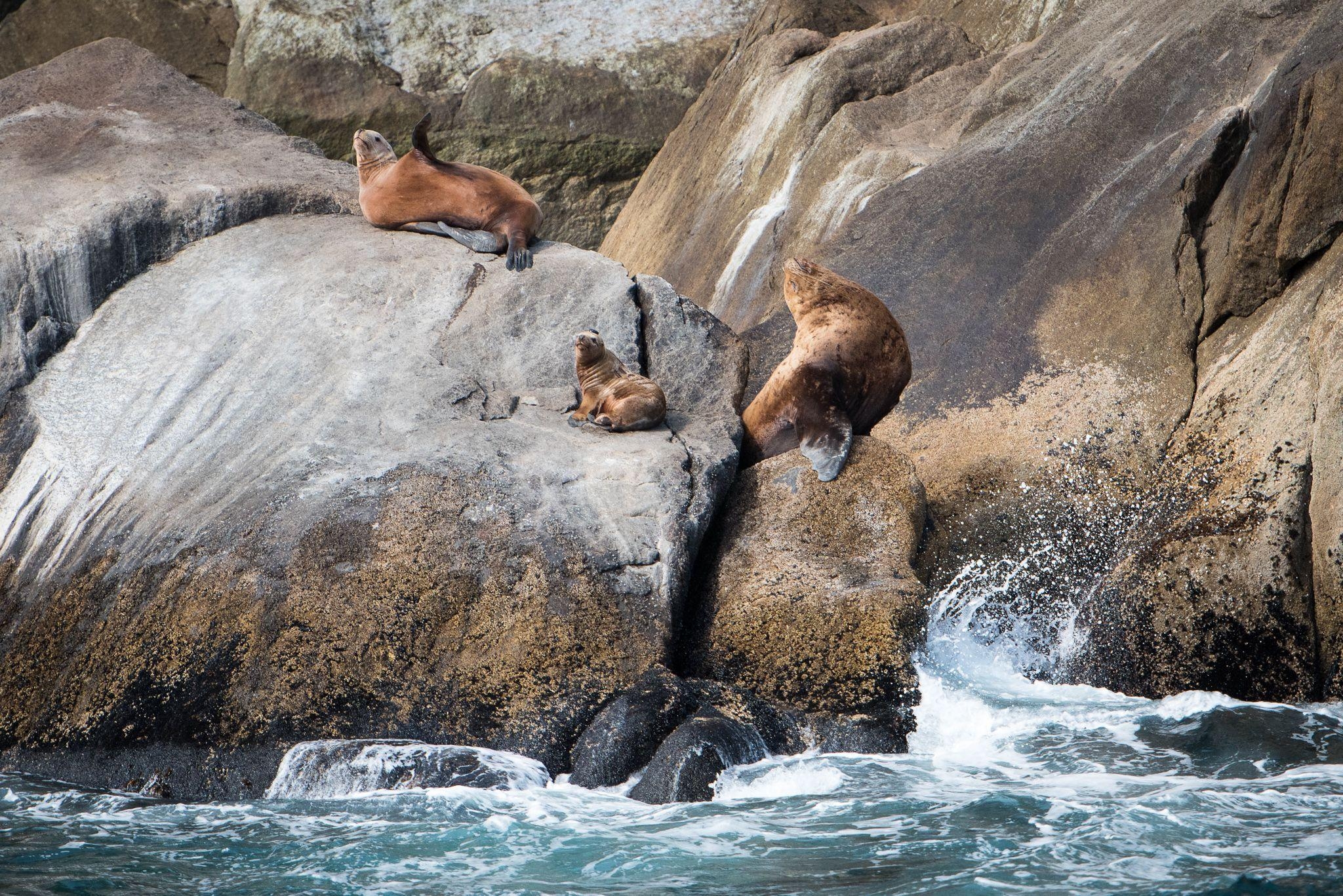 2050x1370 Major Marine Kenai Fjords Cruise. Wildlife Cruise From Seward, Desktop