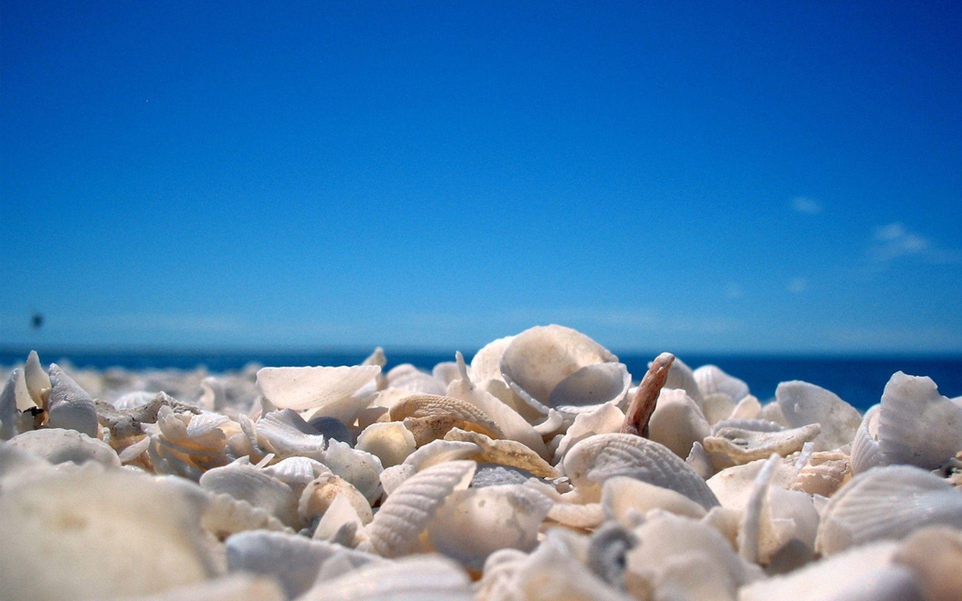 1920x1200 Seashell Wallpaper HD wallpaper search, Desktop