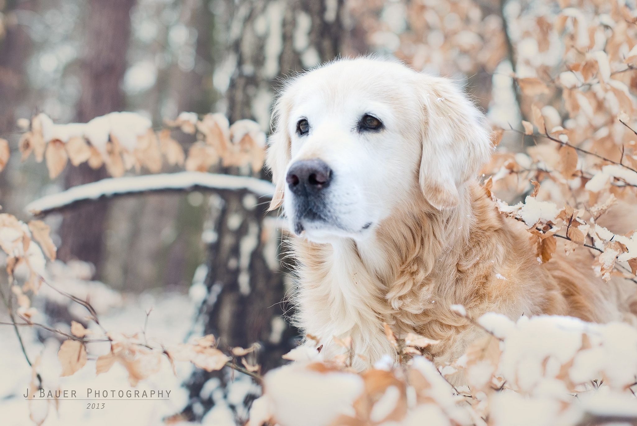 2050x1380 52 Camouflage In 2020. Golden Retriever Wallpaper, Golden Retriever, Retriever, Desktop