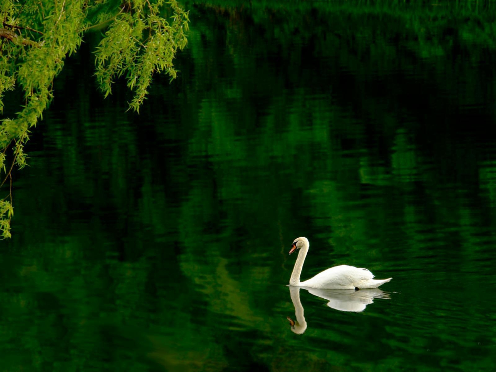 1600x1200 White Swan in Pond wallpaper, Desktop