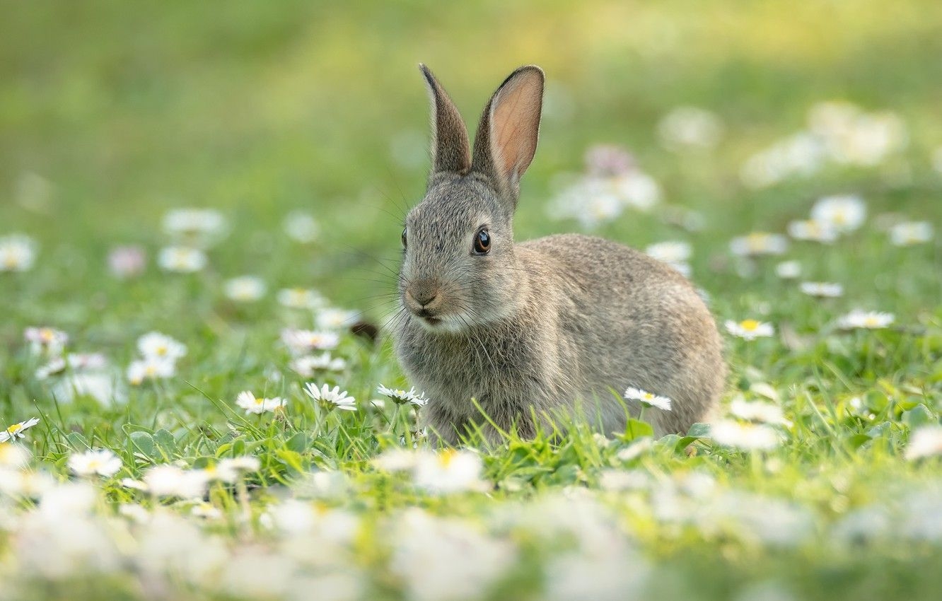 1340x850 Wallpaper summer, flowers, grey, glade, hare, chamomile, spring, rabbit, Bunny, rabbit, Daisy, hare image for desktop, section животные, Desktop