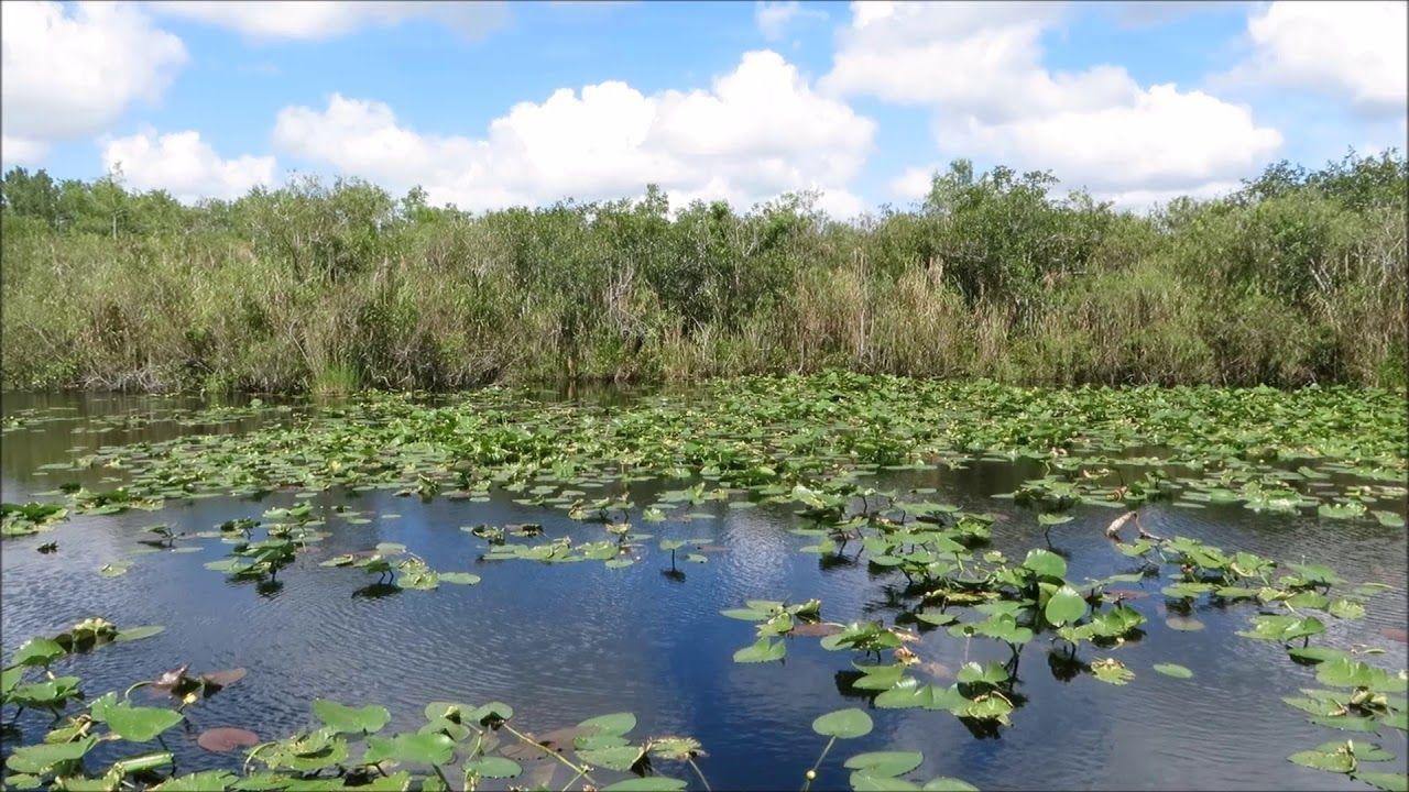 1280x720 Everglades National Park screensaver 3 (HD minutes), Desktop