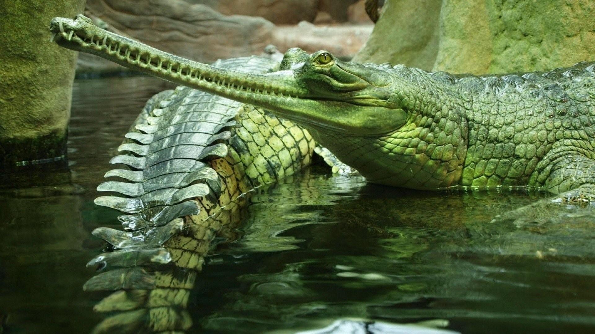 1920x1080 Crocodile Wallpaper, Desktop