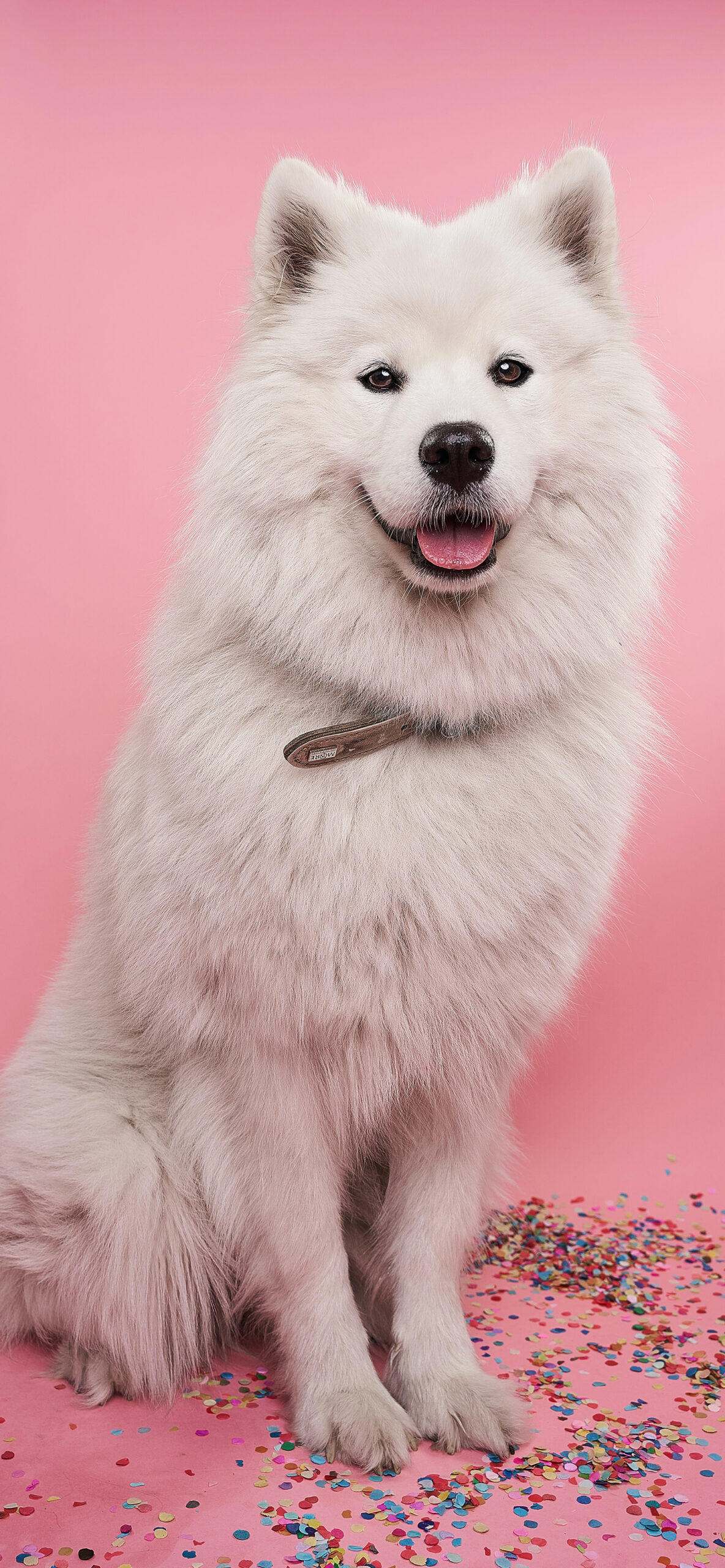 1190x2560 Dog Wallpaper for iPhone Pro Max, X, 6, Phone