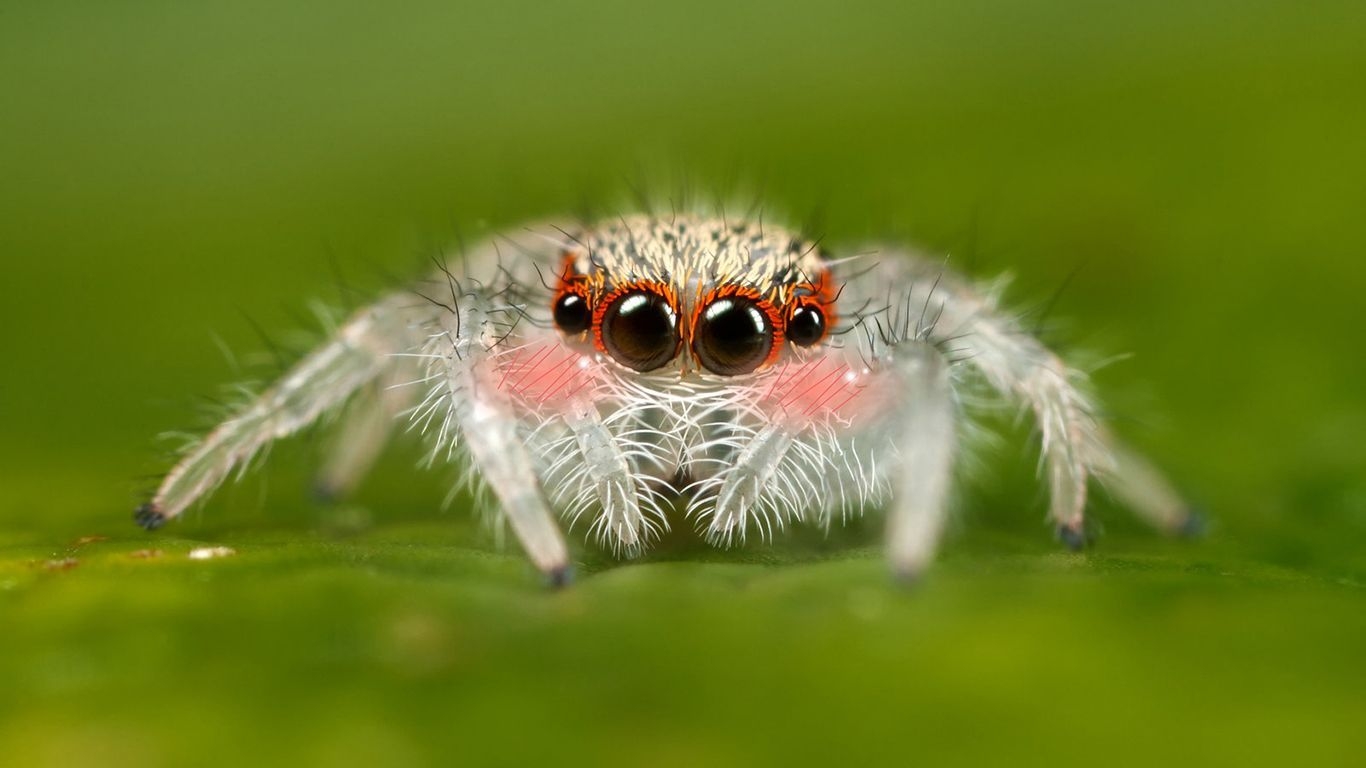 1370x770 Realistic Spider Wallpaper Free Realistic Spider Background, Desktop