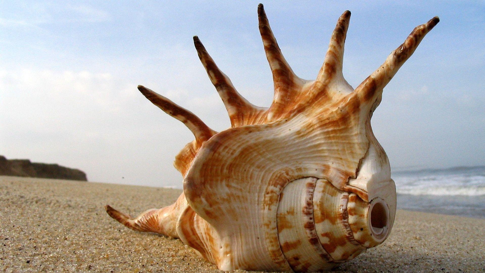 1920x1080 Pin Seashells Wallpaper  Picture, Desktop