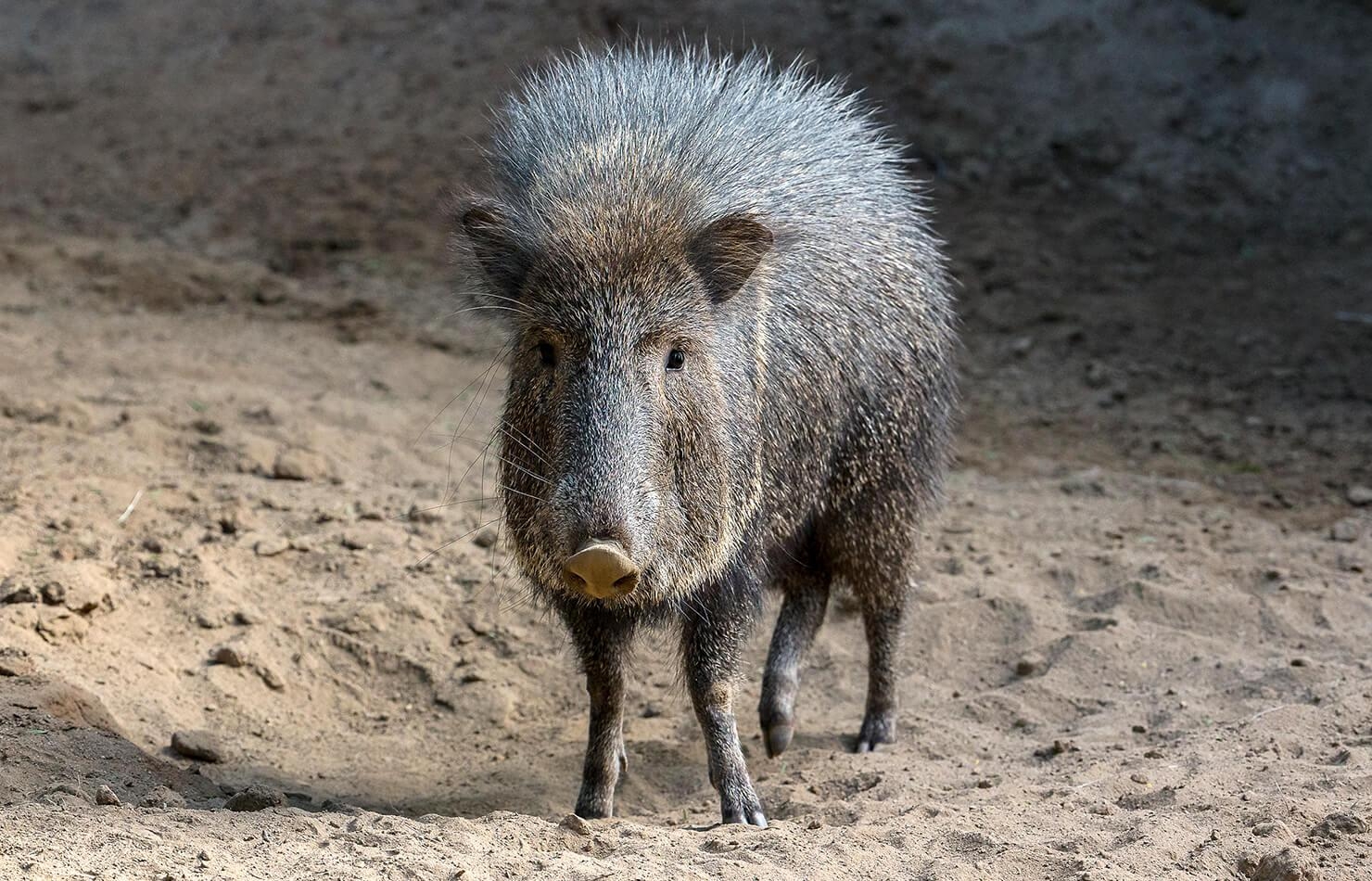 1480x950 Peccary. San Diego Zoo Animals & Plants, Desktop