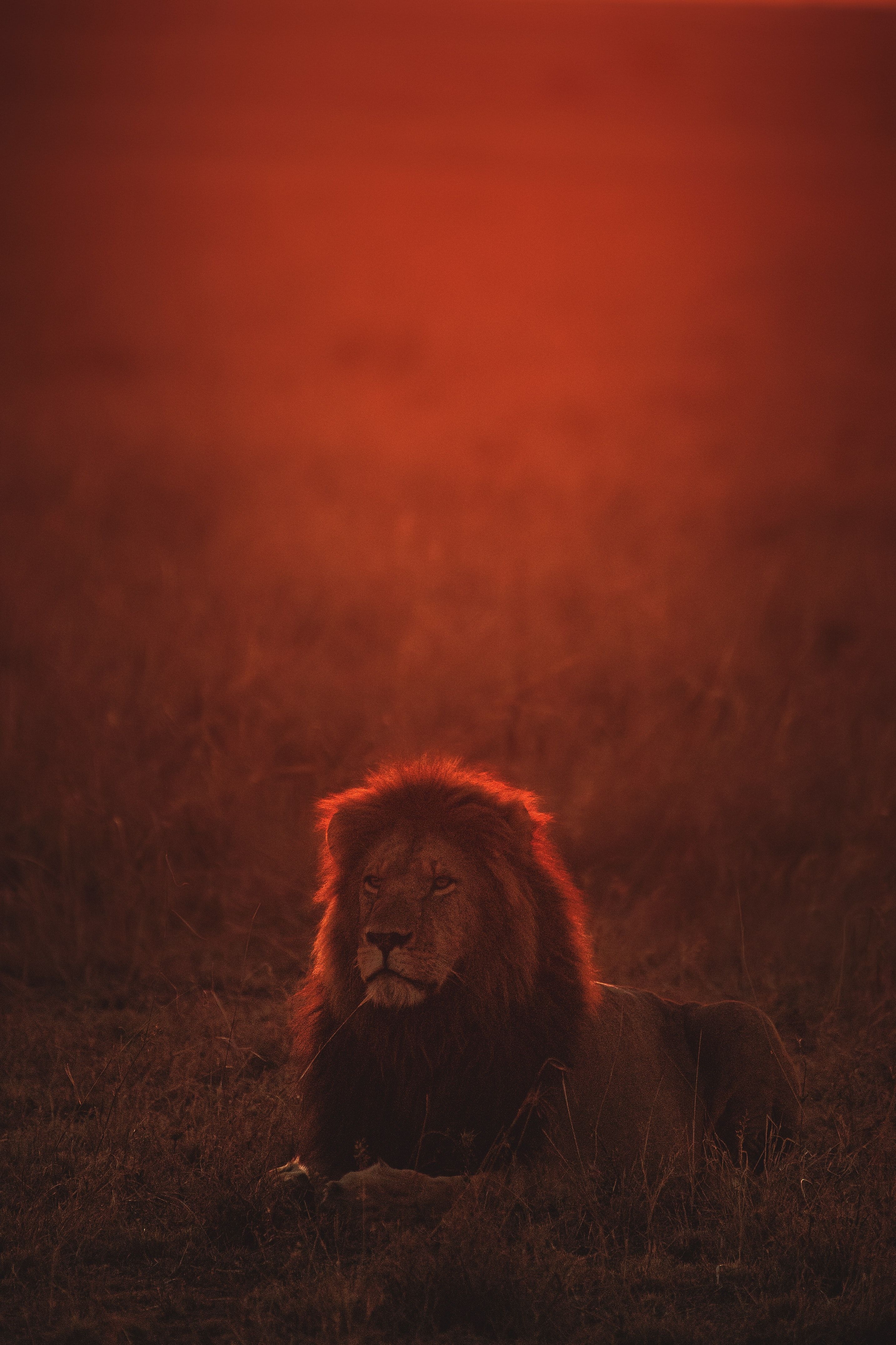 2870x4300 Lion Picture & Image. Download Free Image &, Phone