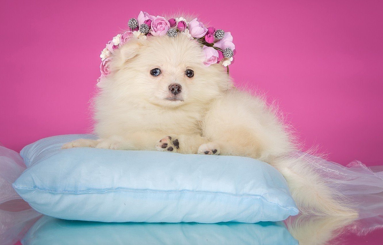 1340x850 Wallpaper flowers, background, pink, dog, puppy, lies, pillow, elegant, wreath, Spitz, organza image for desktop, section собаки, Desktop