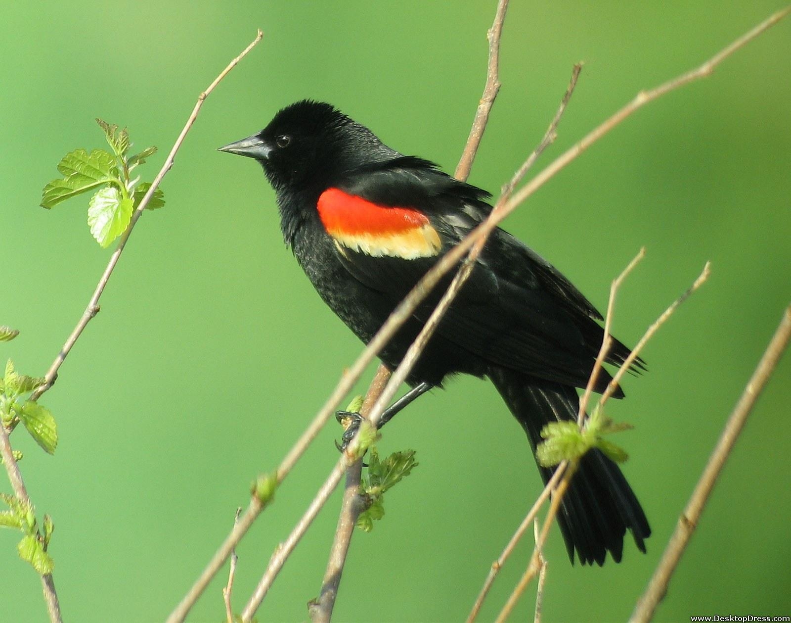 1600x1260 Desktop Wallpaper Animals Background Red Winged, Desktop