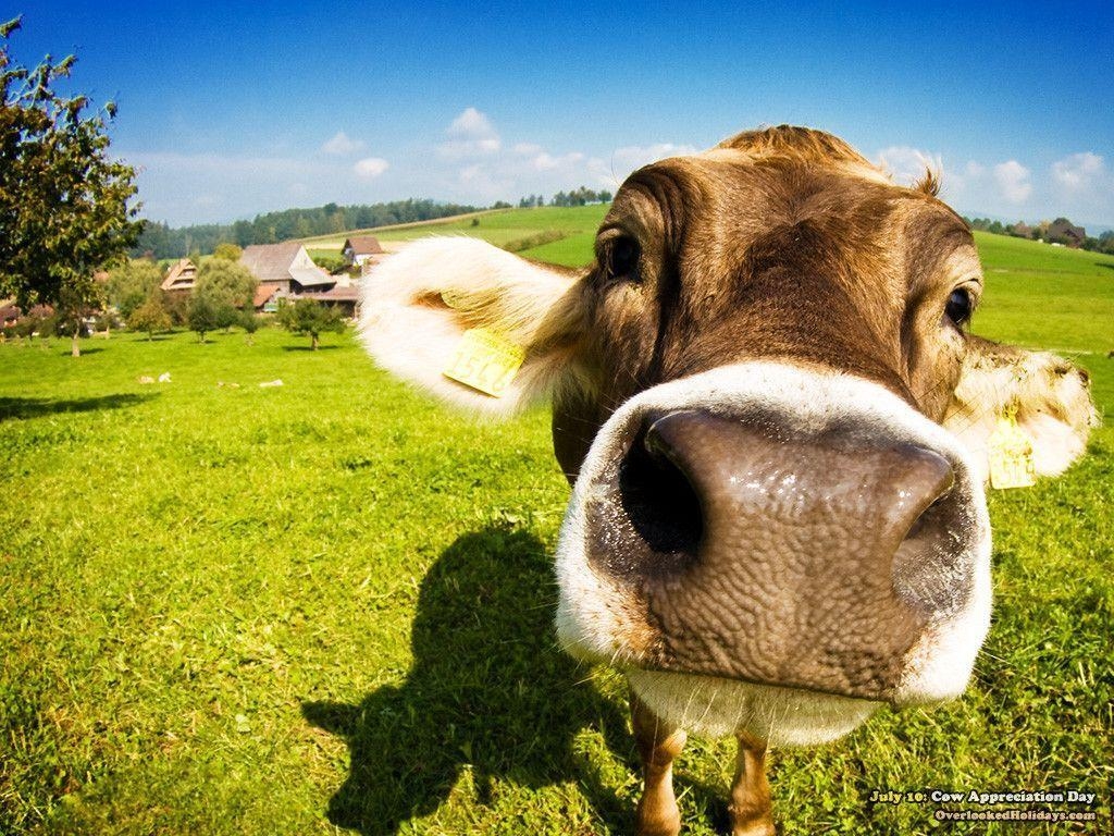 1030x770 Cow Wallpaper Free Cow Background, Desktop