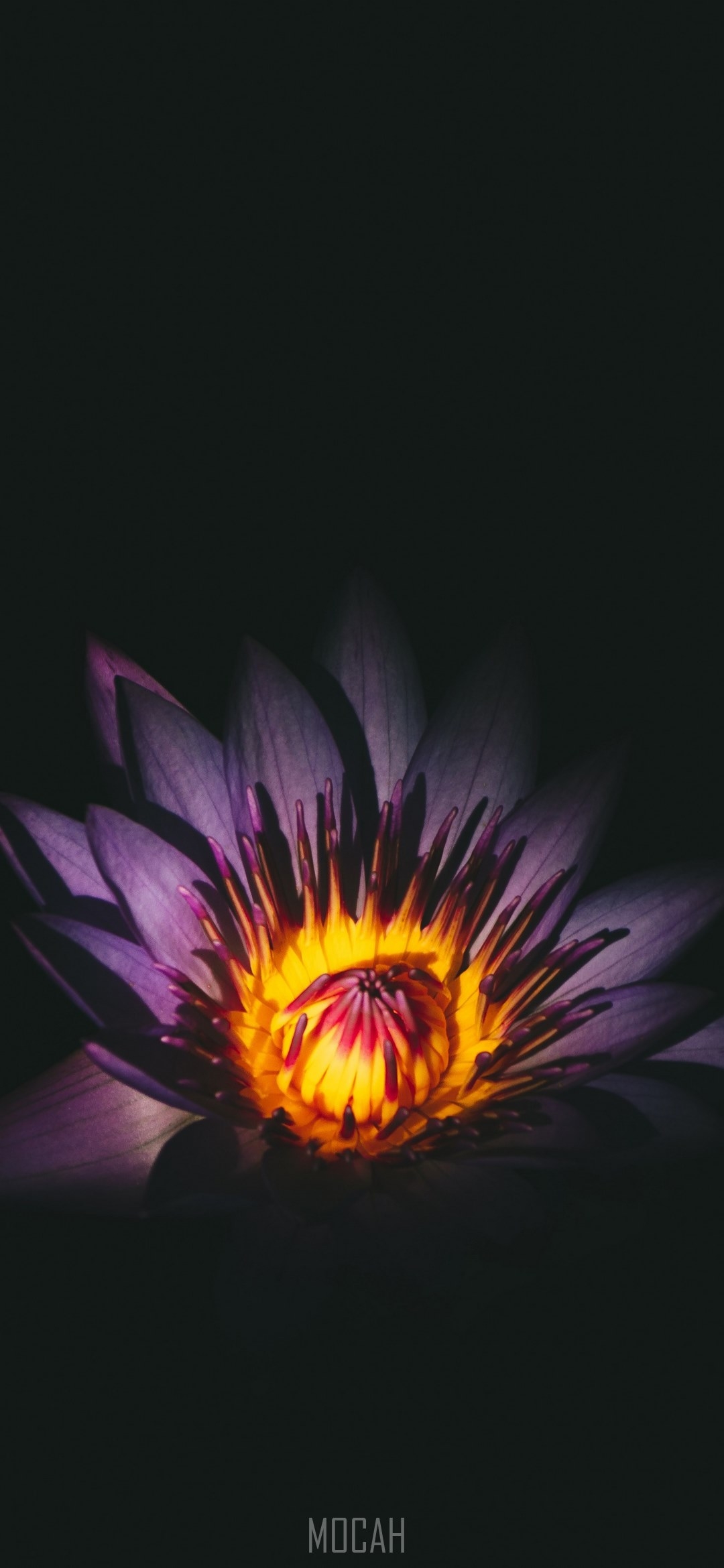 1080x2340 a close up of a dark purple flower with a yellow center against a black background, dark purple flower, Oppo A7x full HD wallpaper,. Mocah HD Wallpaper, Phone