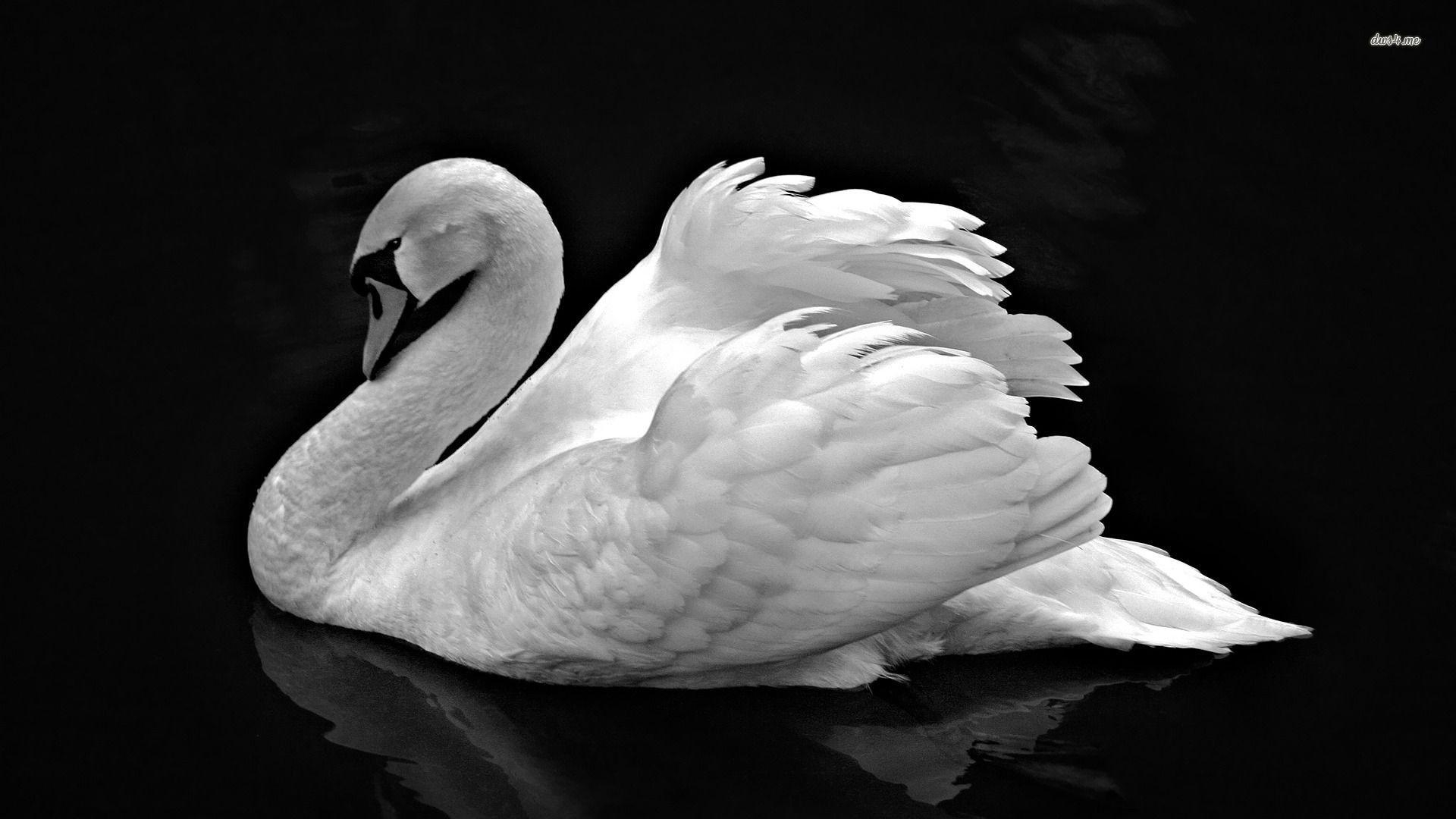 1920x1080 Black and white Swan wallpaper wallpaper - #, Desktop