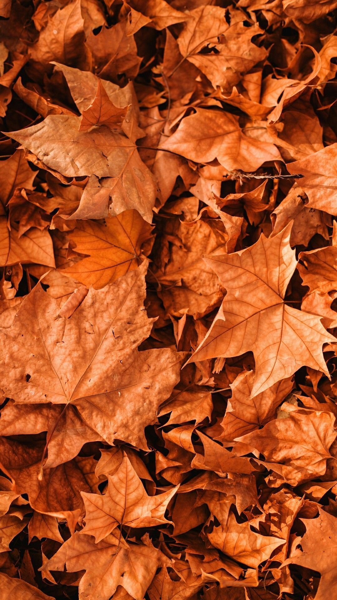 1080x1920 Aesthetic Fall Background Picture. iPhone wallpaper fall, Fall wallpaper, Cute fall wallpaper, Phone