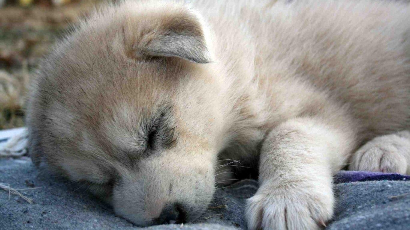 1370x770 Pix For > Baby Wolves Wallpaper HD, Desktop