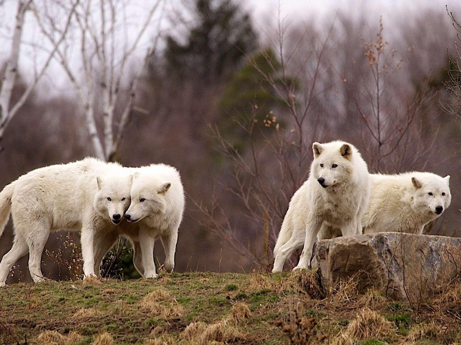 1600x1200 Arctic Wolf Pack HD desktop wallpaper, Widescreen, High Definition, Desktop