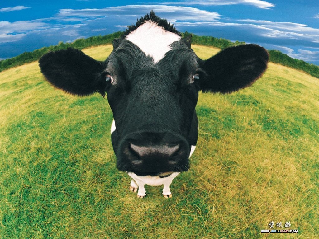 1030x770 Cow Wallpaper Free Cow Background, Desktop