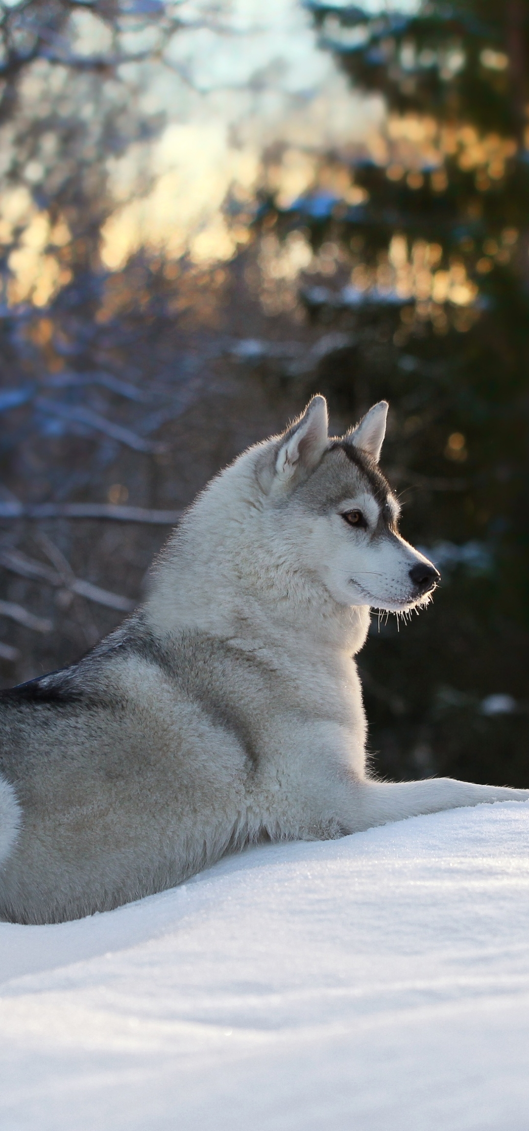 1080x2310 Husky Phone Wallpaper, Phone