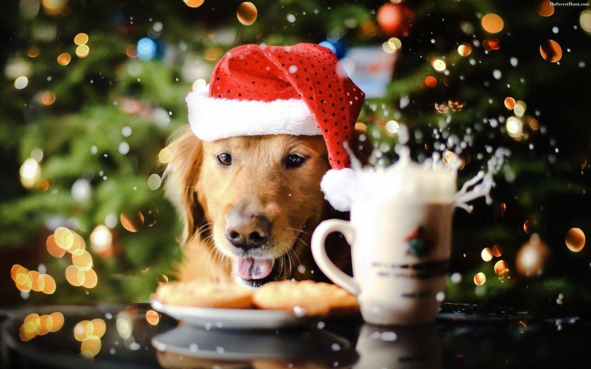 1920x1200 Christmas Dog Wallpaper, Desktop