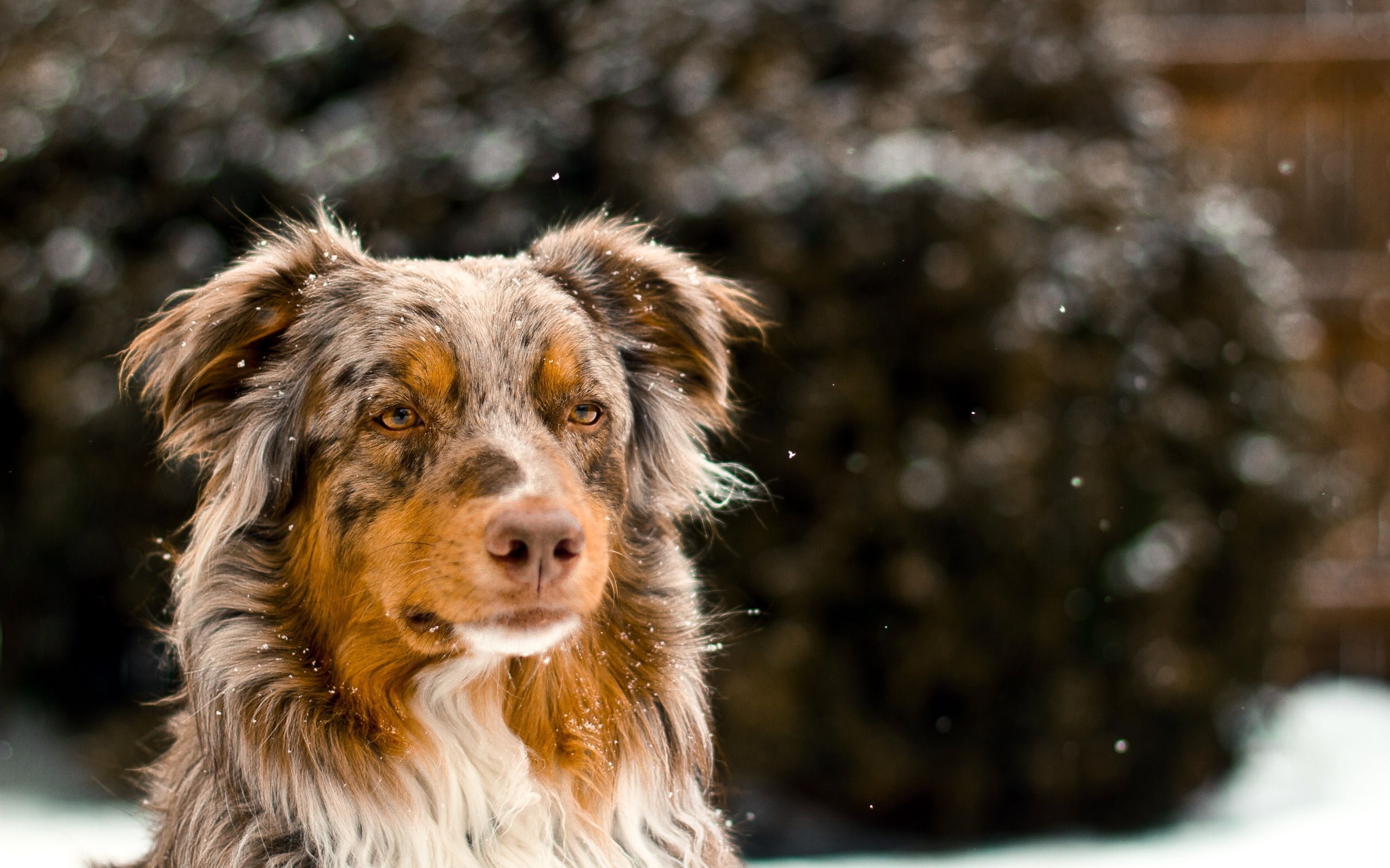 2560x1600 Australian Shepherd in winter wallpaper and image, picture, photo, Desktop