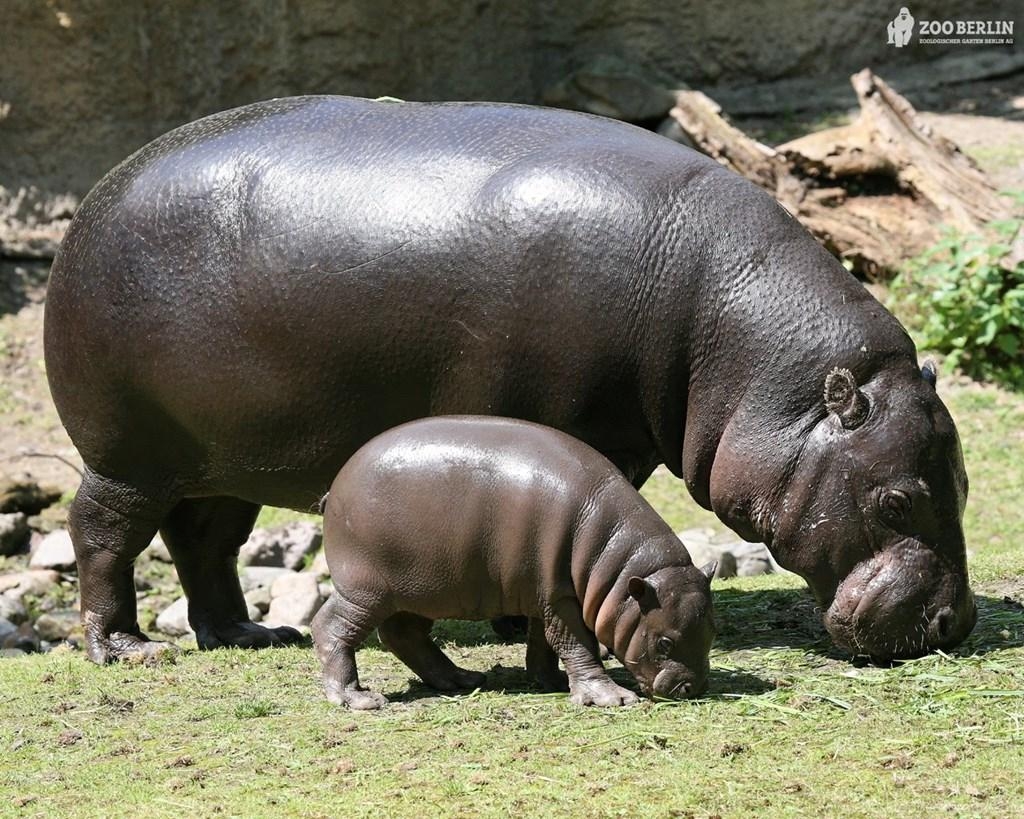 1030x820 962x641px High Quality Hippopotamus Wallpaper Desktop Background, Desktop