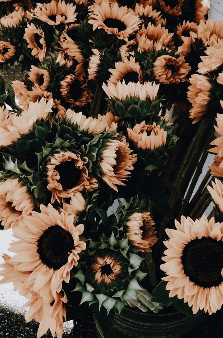 740x1120 aestheticallyzo ✧. Sunflower wallpaper, Flower, Phone