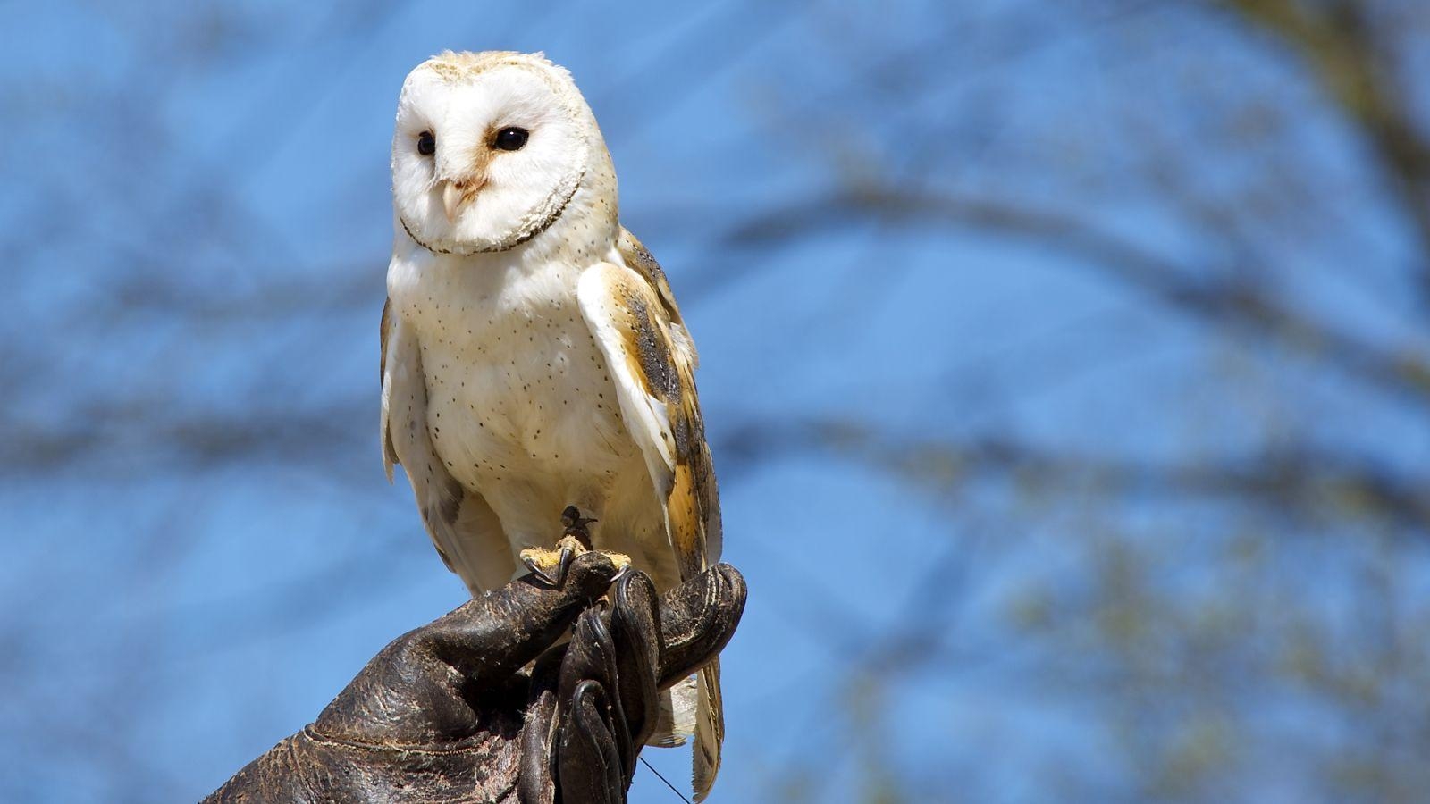 1600x900 Barn Owl 1. Jester's Wallpaper, Desktop