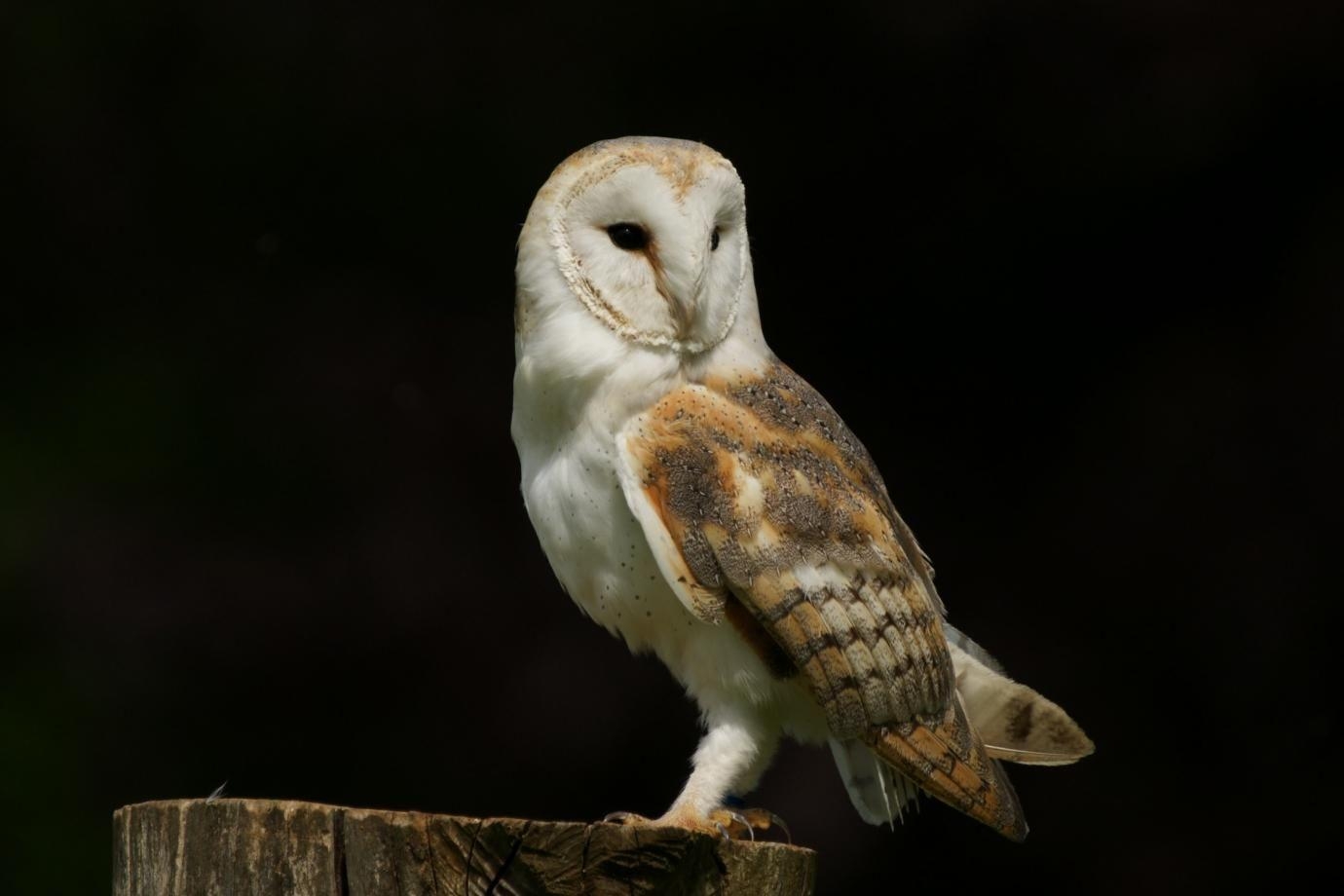 1380x920 Cute Barn Owl photo and wallpaper. All Cute Barn Owl picture, Desktop