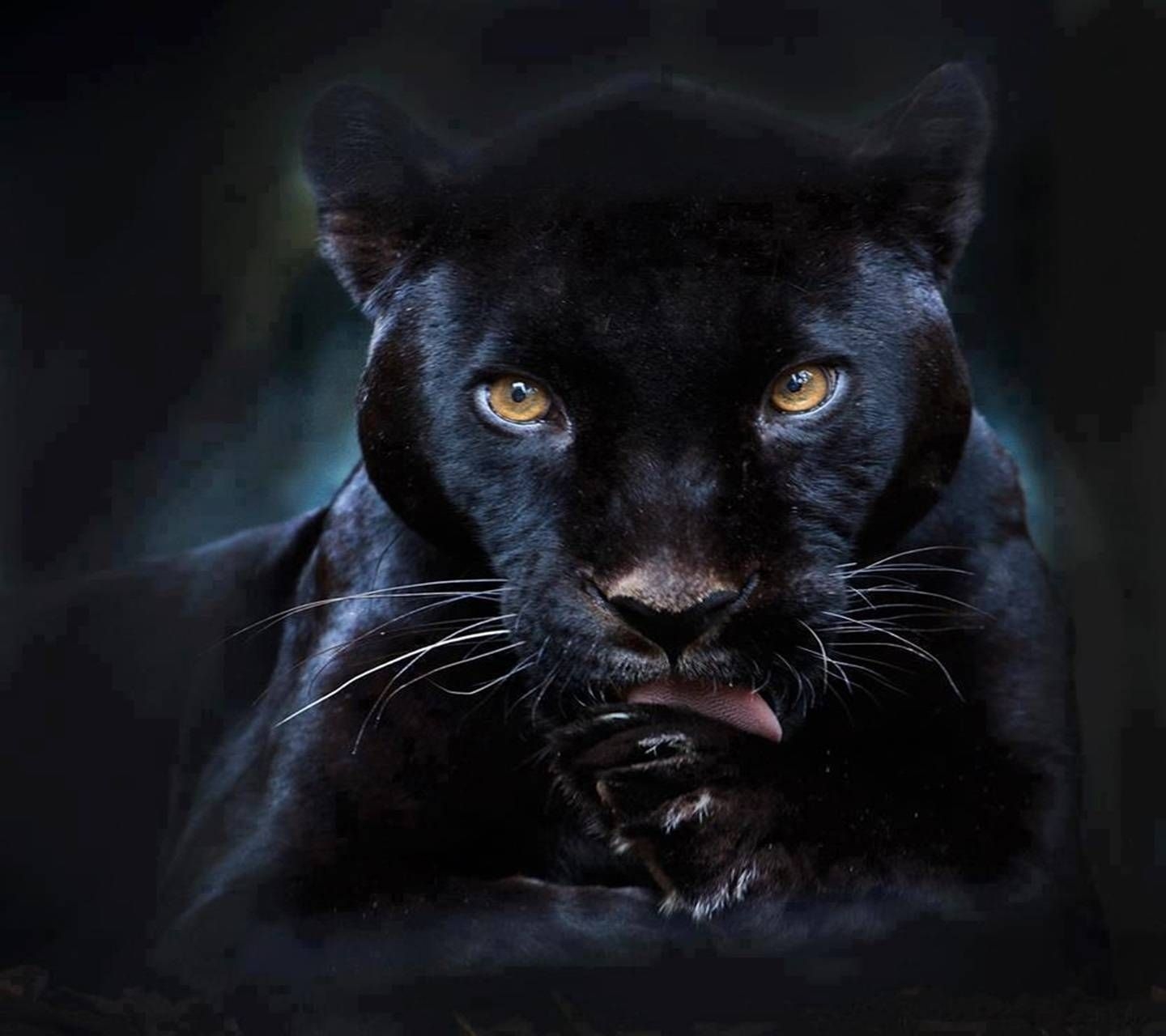 1440x1280 Black Puma Wallpaper Free Black Puma Background, Desktop