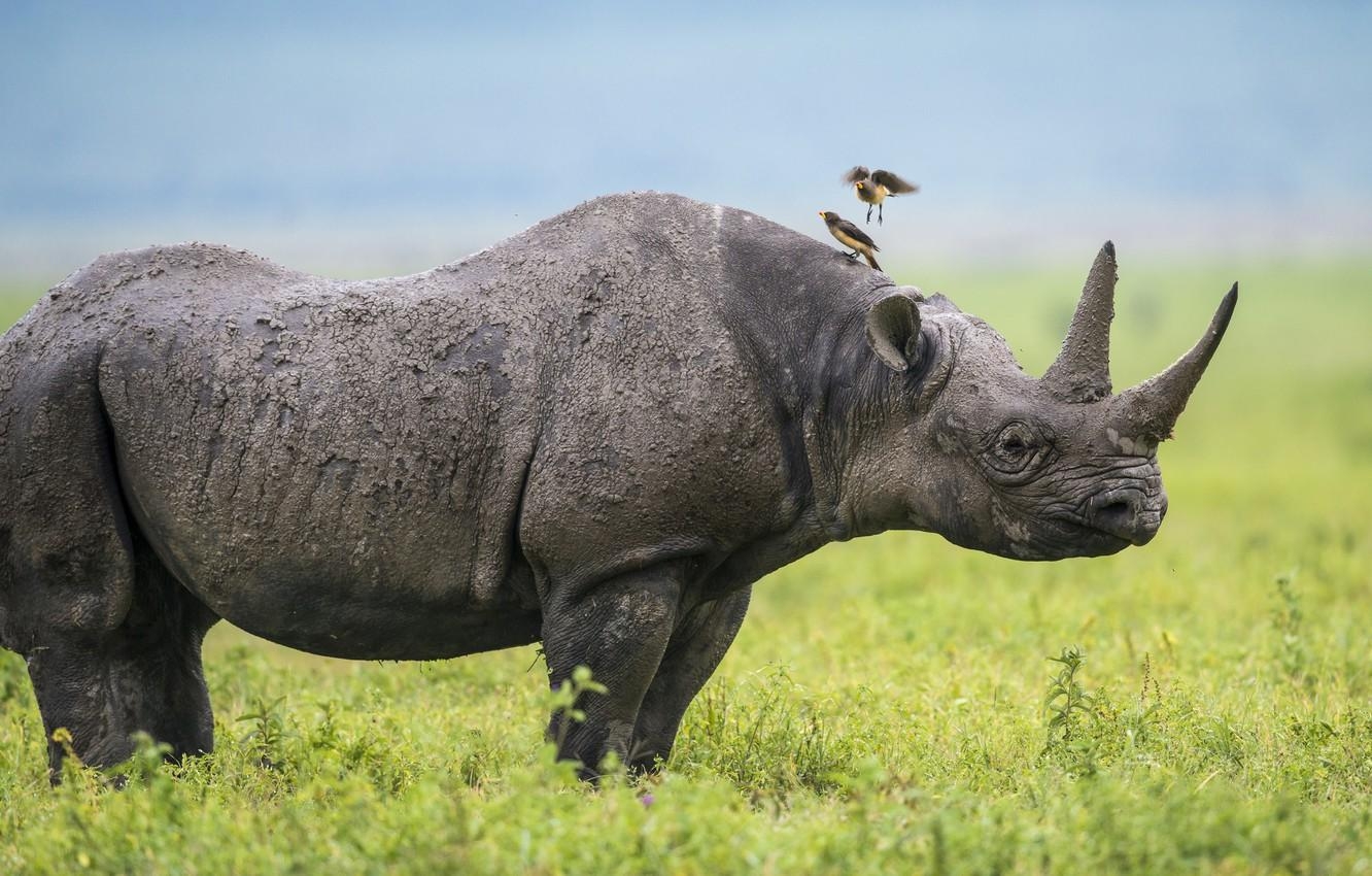 1340x850 Wallpaper birds, Africa, Rhino image for desktop, section, Desktop