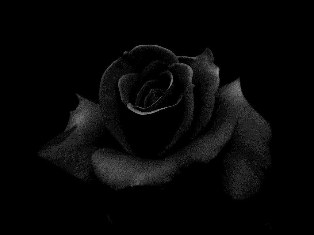 1030x770 Black Rose Desktop HD Wallpaper. Rose flower wallpaper, Rose image, Desktop