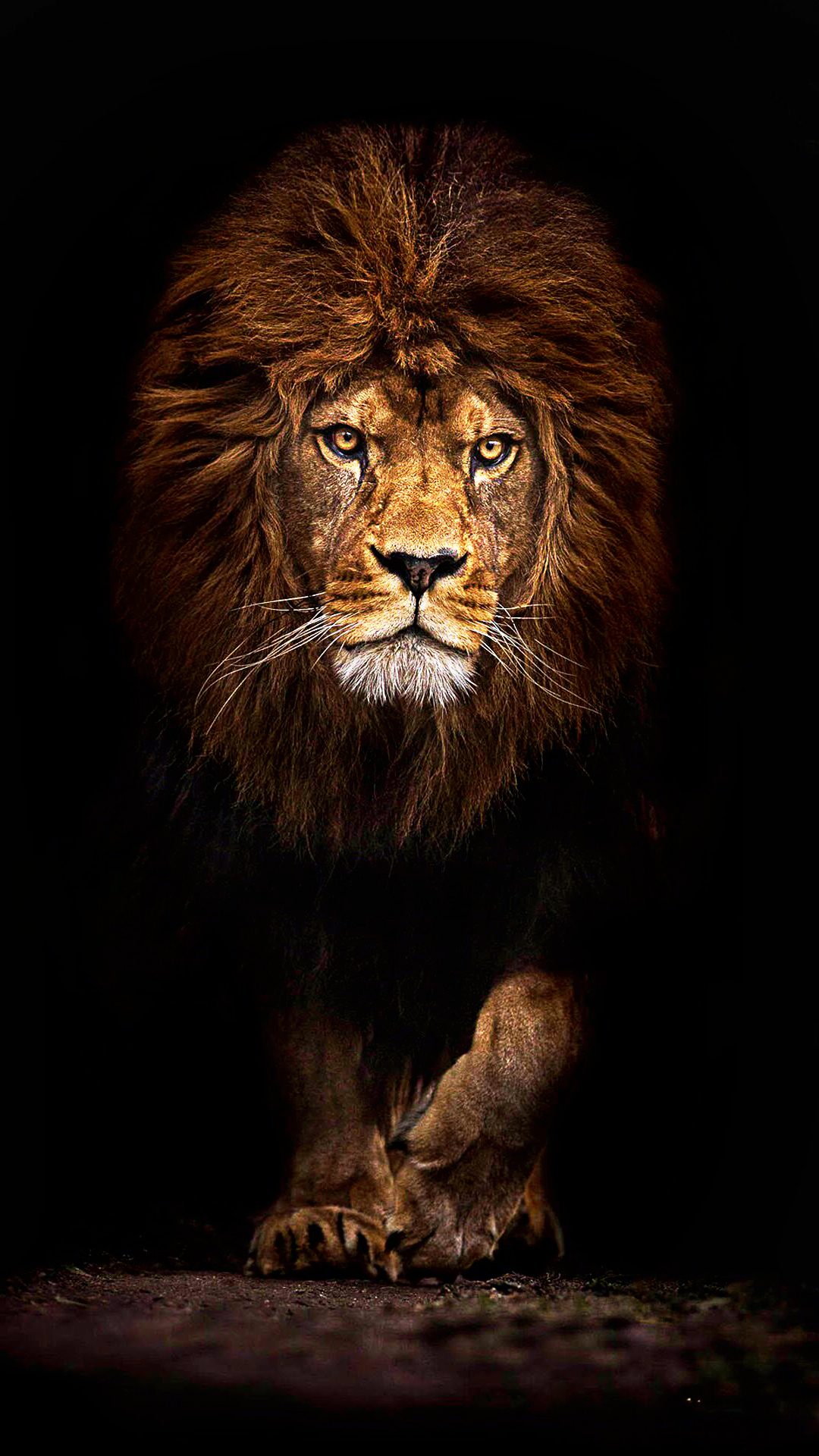 1080x1920 Lion iPhone Background. iPhone, Phone