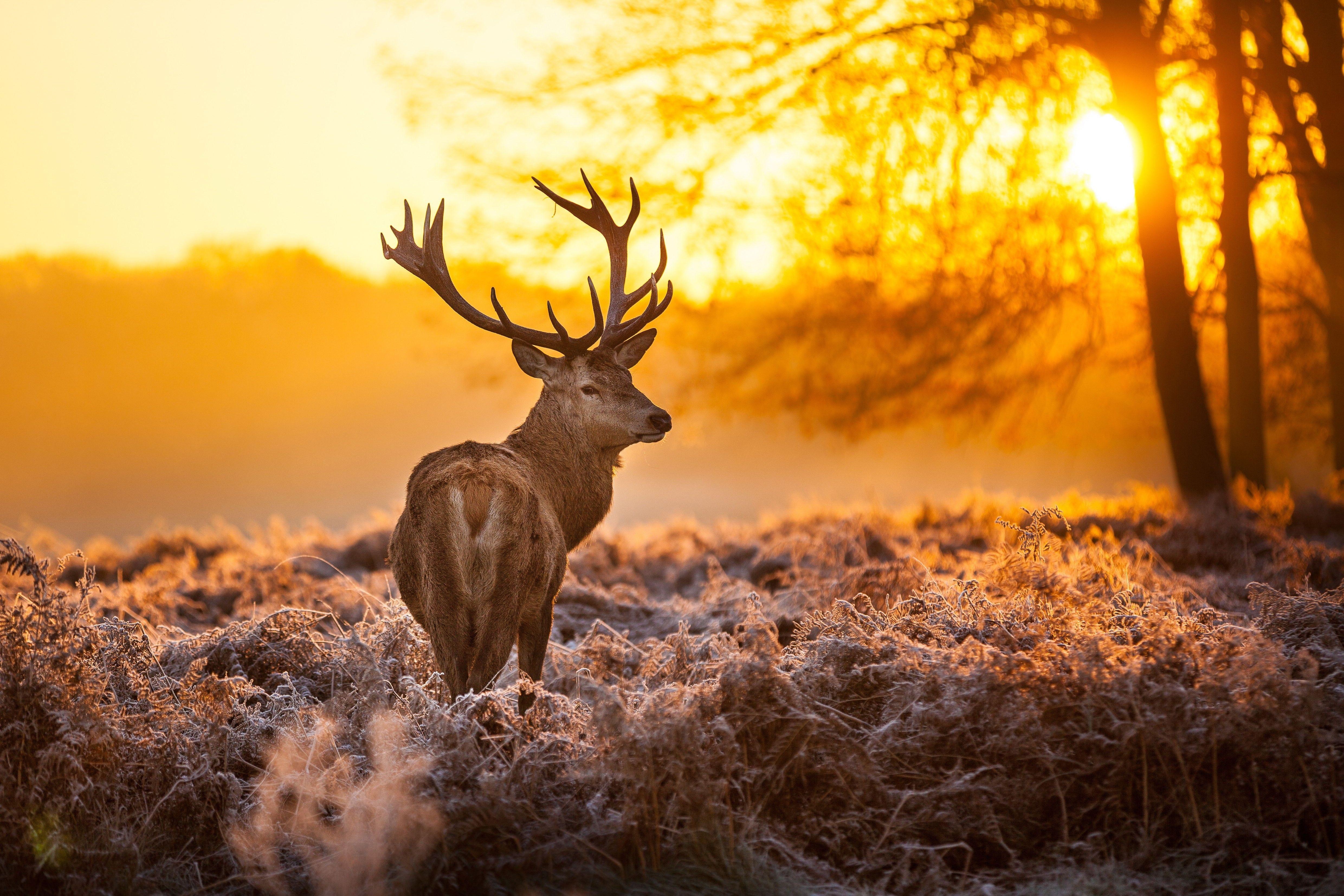 4960x3310 Deer HD Wallpaper, Desktop