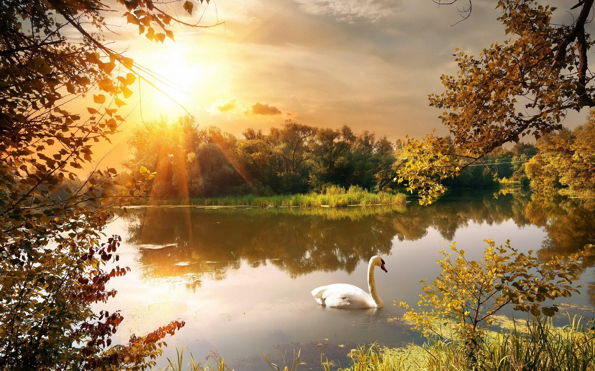 1920x1200 Autumn Park Swan Lake Widescreen Wallpaper, Desktop