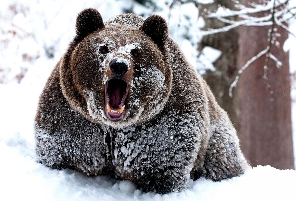 1160x790 Bear Wallpaper And Background Image Id192445 Bear In Snow, Desktop