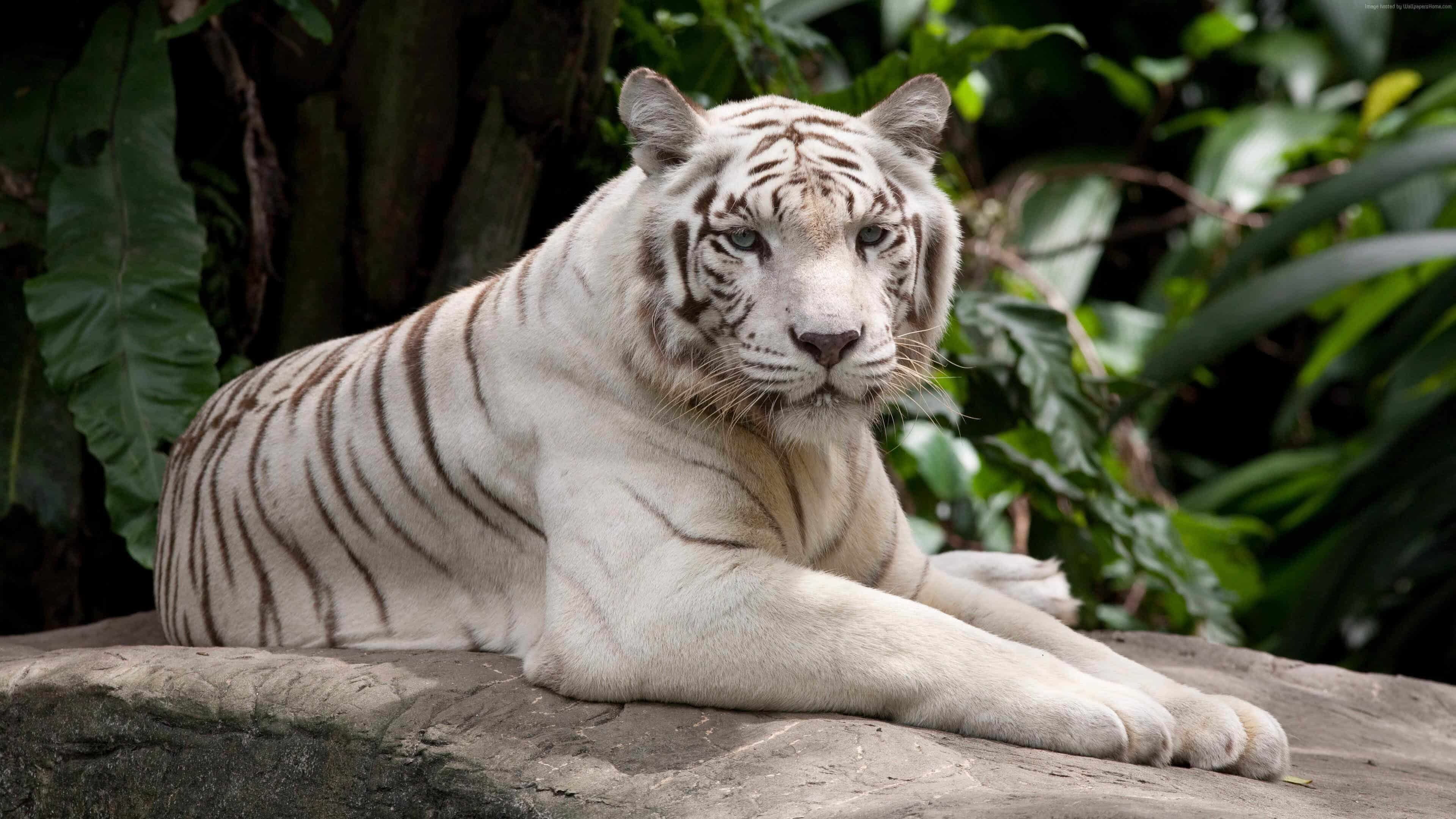 3840x2160 4k Wallpaper White Tiger, Desktop